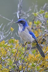 California Scrub-Jay